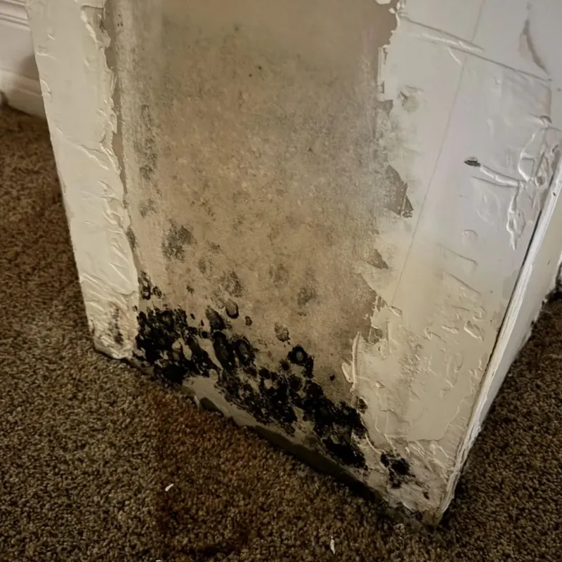 Professional Mold Removal in Westminster, MA